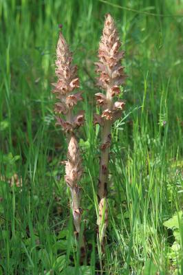 Orobanche des genêts, Orobanche du Genêt Orobanche rapum-genistae Thuill., 1799