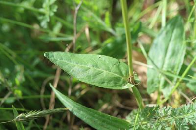 Oseille des prés, Rumex oseille Rumex acetosa L., 1753