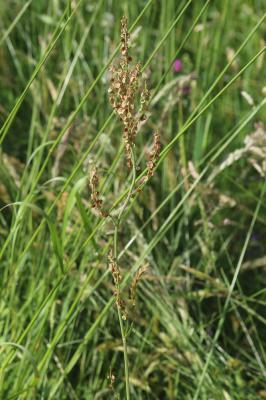 Oseille des prés, Rumex oseille Rumex acetosa L., 1753