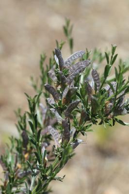Genêt poilu, Genêt velu, Genette Genista pilosa L., 1753