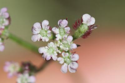  Torilis africana var. heterophylla (Guss.) Reduron, 2008