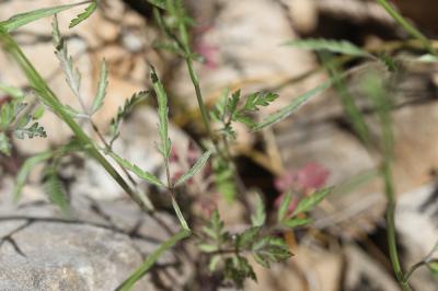 Torilis africana var. heterophylla (Guss.) Reduron, 2008