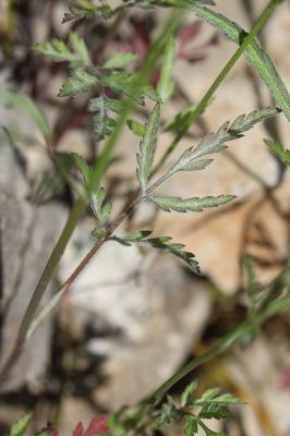  Torilis africana var. heterophylla (Guss.) Reduron, 2008