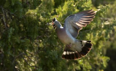 Pigeon ramier Columba palumbus Linnaeus, 1758