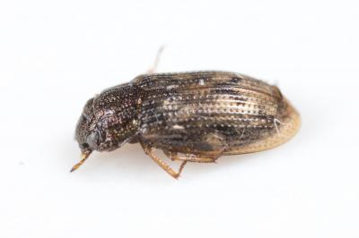  Helophorus Fabricius, 1775