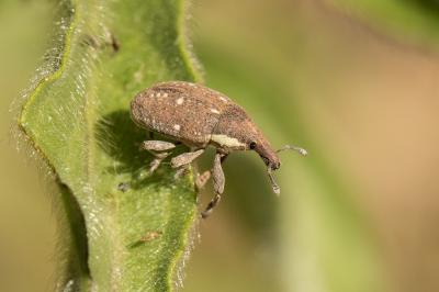 Larin des Maures Larinus maurus (Olivier, 1807)