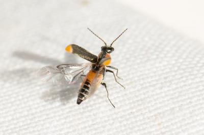  Axinotarsus Motschulsky, 1854
