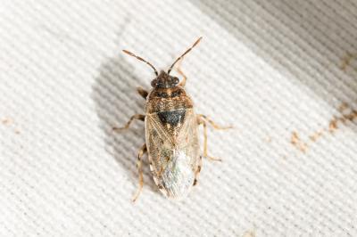  Platyplax inermis (Rambur, 1839)