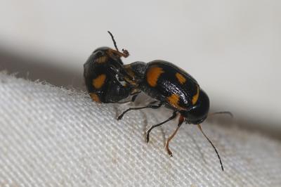  Cryptocephalus octoguttatus (Linnaeus, 1767)