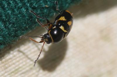  Cryptocephalus octoguttatus (Linnaeus, 1767)