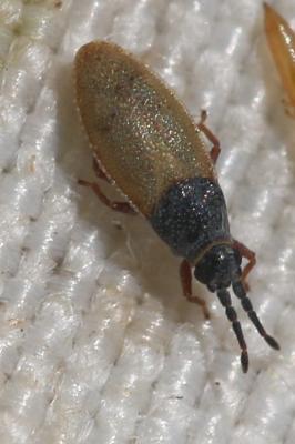  Agramma laetum (Fallén, 1807)