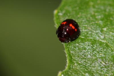 Coccinelle tortue à bande rouge Chilocorus bipustulatus (Linnaeus, 1758)