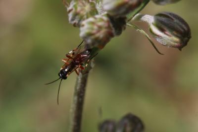  Diplazon laetatorius (Fabricius, 1781)