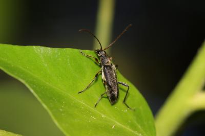  Grammoptera ruficornis (Fabricius, 1781)