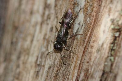 Orussus unicolor Latreille, 1812