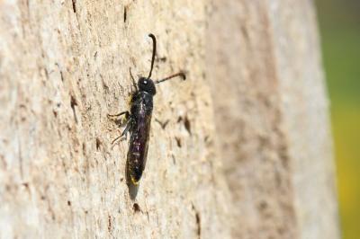  Sapyga quinquepunctata (Fabricius, 1781)
