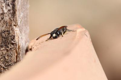  Sapyga quinquepunctata (Fabricius, 1781)