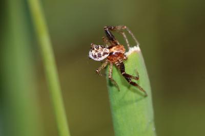  Xysticus lanio C.L. Koch, 1835