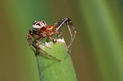  Xysticus lanio C.L. Koch, 1835