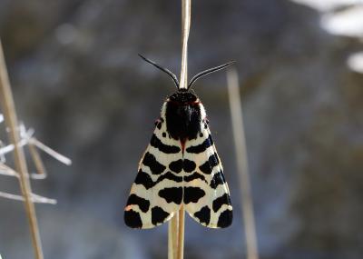 Ecaille fasciée (L') Arctia tigrina (Villers, 1789)