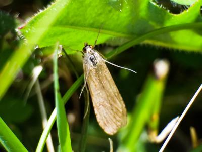  Nomophila noctuella (Denis & Schiffermüller, 1775)