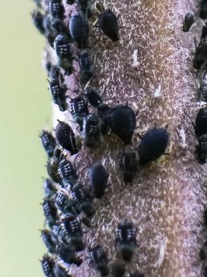  Aphididae Latreille, 1802