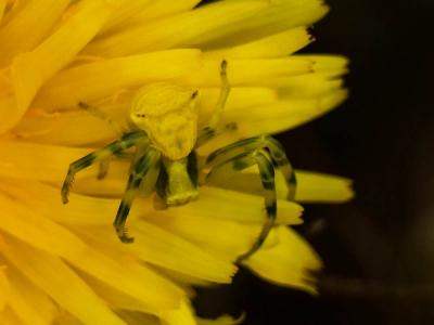 Thomise replet Thomisus onustus Walckenaer, 1805