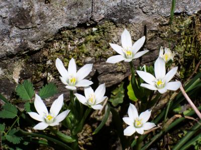 Ornithogale en ombelle, Dame-d'onze-heures, Ornith Ornithogalum umbellatum L., 1753