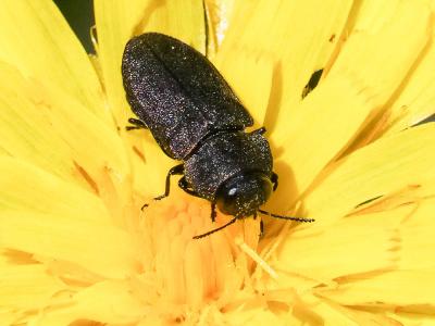  Anthaxia sepulchralis (Fabricius, 1801)
