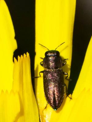 Anthaxia umbellatarum (Fabricius, 1787)