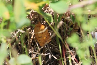  Diacrisia purpurata purpurata (Linnaeus, 1758)