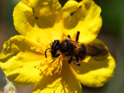  Andrena bicolor Fabricius, 1775