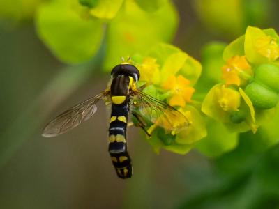  Sphaerophoria scripta (Linnaeus, 1758)