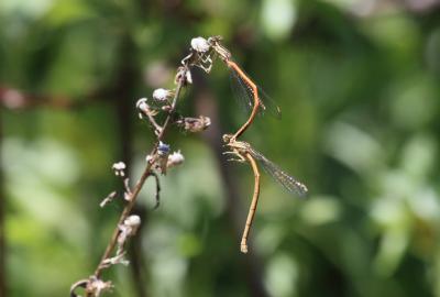 Agrion orangé Platycnemis acutipennis Selys, 1841