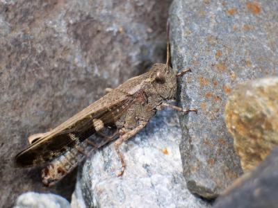 OEdipode automnale, Criquet farouche  Aiolopus strepens (Latreille, 1804)