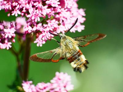 Sphinx gazé (Le), Sphinx du Chèvrefeuille (Le) Hemaris fuciformis (Linnaeus, 1758)