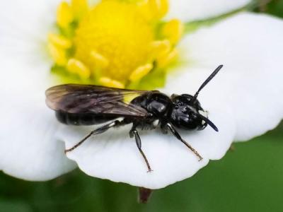 Ceratine commune Ceratina cucurbitina (Rossi, 1792)