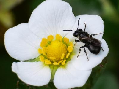 Ceratine commune Ceratina cucurbitina (Rossi, 1792)