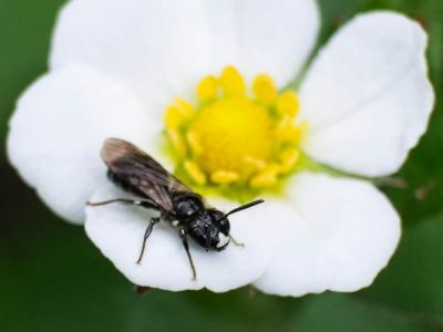 Ceratine commune Ceratina cucurbitina (Rossi, 1792)