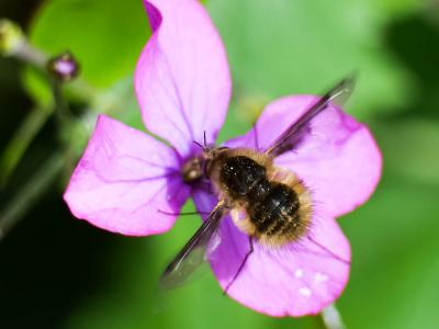  Bombylius Linnaeus, 1758