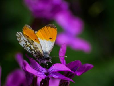 Aurore (L') Anthocharis cardamines (Linnaeus, 1758)