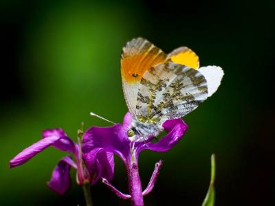 Aurore (L') Anthocharis cardamines (Linnaeus, 1758)