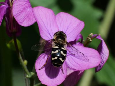 Syrphe du poirier, Syrphe pyrastre Scaeva pyrastri (Linnaeus, 1758)