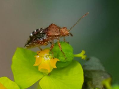  Rhopalus subrufus (Gmelin, 1790)