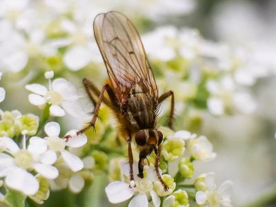 Scathophage du fumier, Mouche à merde Scathophaga stercoraria (Linnaeus, 1758)