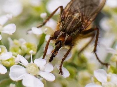 Scathophage du fumier, Mouche à merde Scathophaga stercoraria (Linnaeus, 1758)