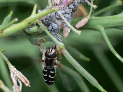 Syrphe du poirier, Syrphe pyrastre Scaeva pyrastri (Linnaeus, 1758)