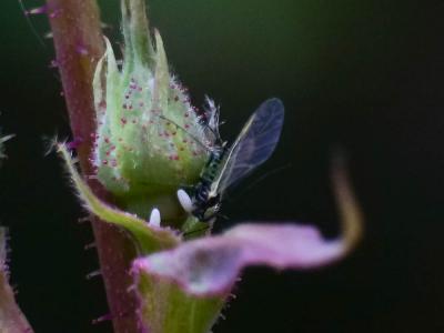 Syrphe du poirier, Syrphe pyrastre Scaeva pyrastri (Linnaeus, 1758)