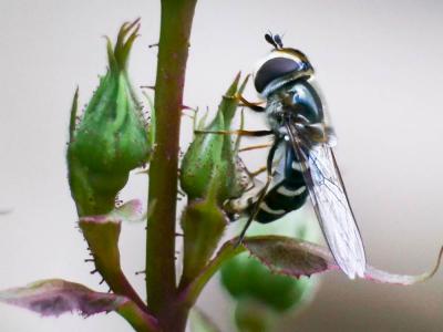 Syrphe du poirier, Syrphe pyrastre Scaeva pyrastri (Linnaeus, 1758)