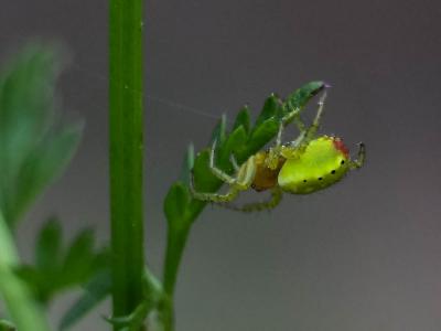 Épeires concombres Araniella cucurbitina (Clerck, 1758)